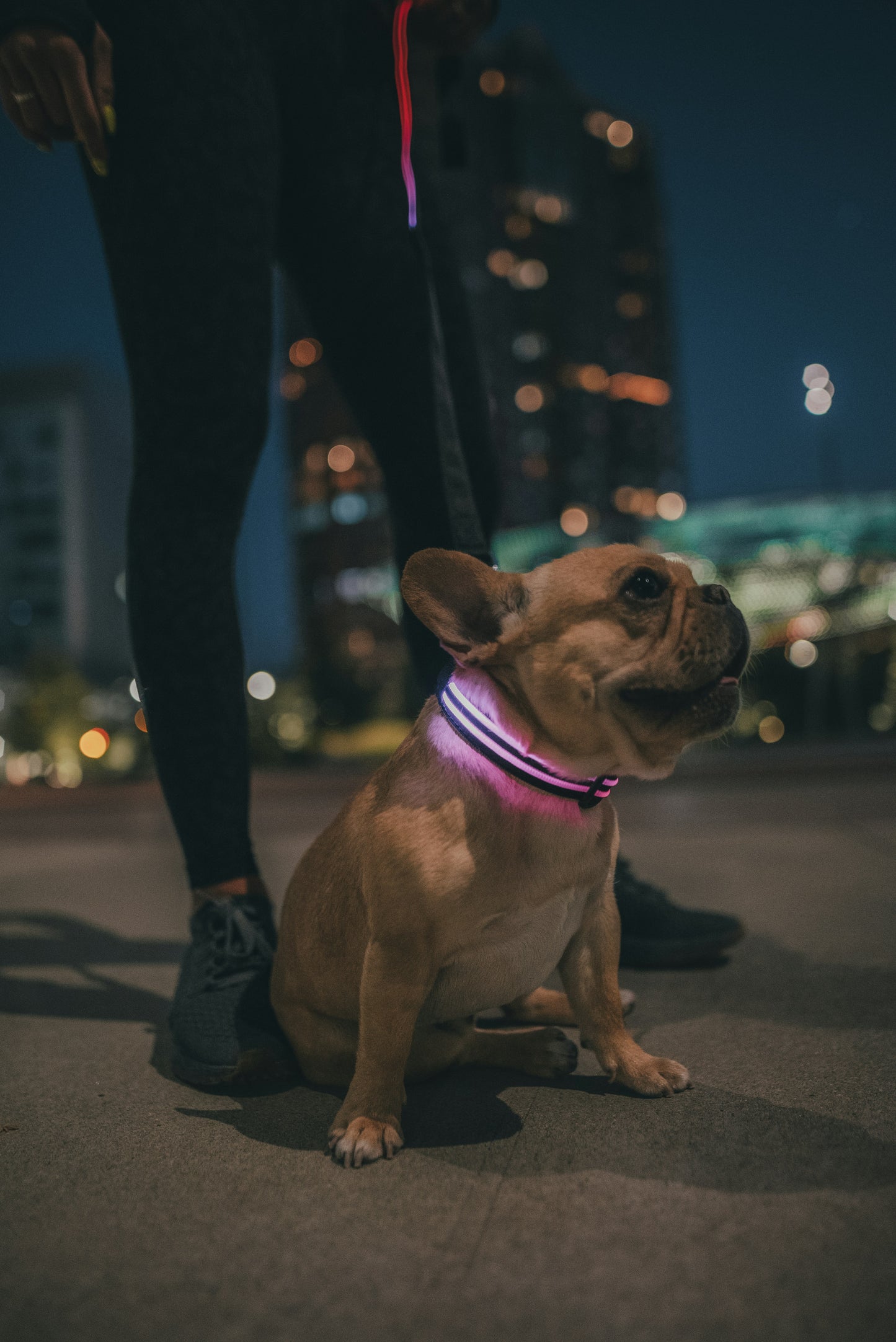 Collier LED pour chien — Sécurité nocturne, rechargeable USB, waterproof