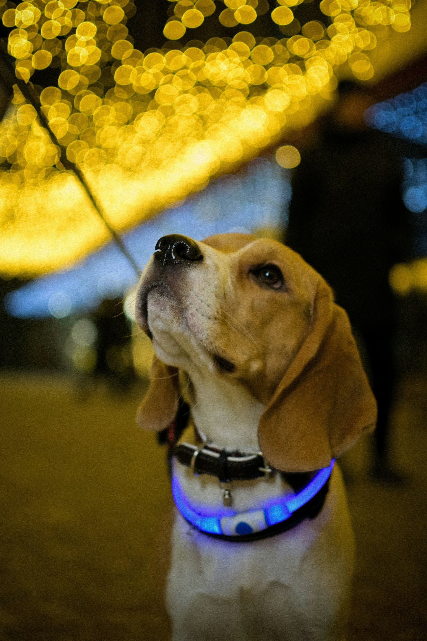 Collier LED pour chien — Sécurité nocturne, rechargeable USB, waterproof