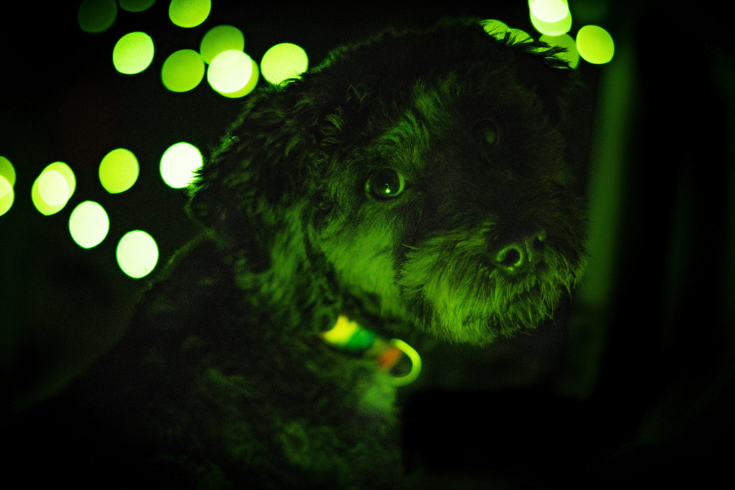 Collier LED pour chien — Sécurité nocturne, rechargeable USB, waterproof
